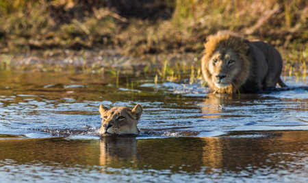 Lioness and lion swim through the swamp. Okavango Delta. An excellent illustration.