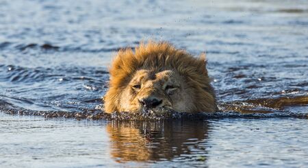 Lion is swimming through the swamp. Okavango Delta. An excellent illustration.の写真素材
