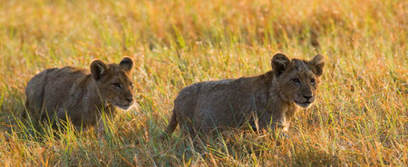Lioness in the grass. Okavango Delta. An excellent illustration.の写真素材