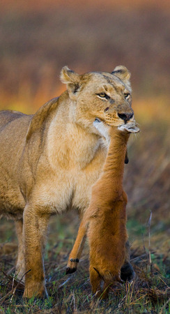 Lioness with prey. Botswana. Okavango Delta. An excellent illustration.の写真素材