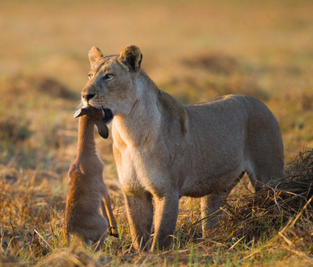 Lioness with prey. Botswana. Okavango Delta. An excellent illustration.の写真素材