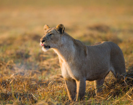 Lioness in the grass. Okavango Delta. An excellent illustration.