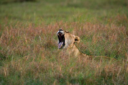 Lioness lying in the grass and yawns. Okavango Delta. An excellent illustration.の写真素材