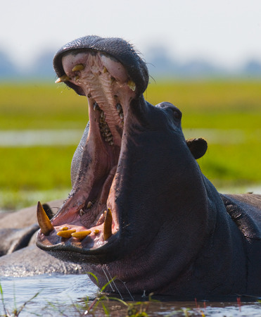 Hippo is sitting in the water, opening his mouth and yawning. Botswana. Okavango Delta. An excellent illustration.の写真素材