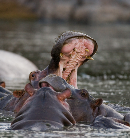 Hippo is sitting in the water, opening his mouth and yawning. Botswana. Okavango Delta. An excellent illustration.の写真素材