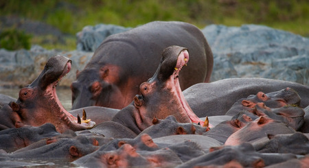 Group of hippopotamus are in the water. Botswana. Okavango Delta. An excellent illustration.の写真素材
