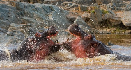 Two hippopotamus fighting with each other. Botswana. Okavango Delta. An excellent illustration.の写真素材