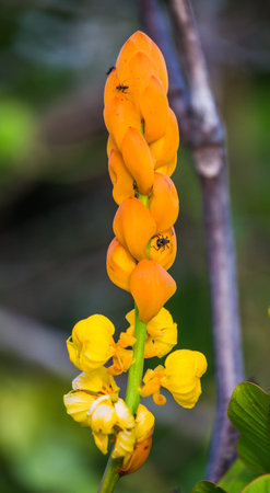 Beautiful large tropical yellow flower. Tropics. Flora.