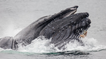 The head and the humpback whale's mouth above the water surface close-up at the time of the hunt. Chatham Strait area. Alaska. USA. An excellent illustration.の写真素材
