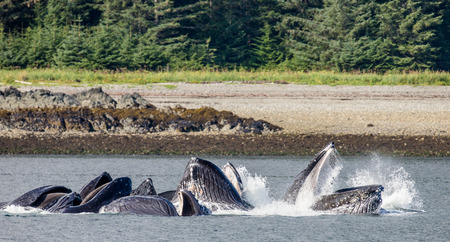 Jumping humpback whale. Chatham Strait area. Alaska. USA. An excellent illustration.の写真素材