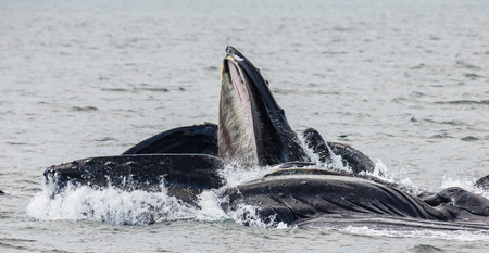 Jumping humpback whale. Chatham Strait area. Alaska. USA. An excellent illustration.の写真素材