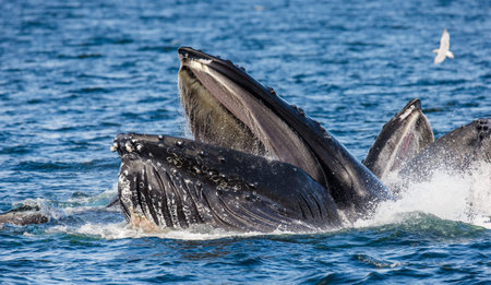 The head and the humpback whale's mouth above the water surface close-up at the time of the hunt. Chatham Strait area. Alaska. USA. An excellent illustration.の写真素材