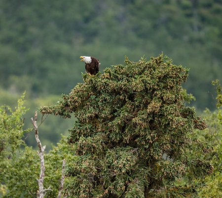 Eagle sitting on the top of a pine forest in the background. Alaska. Katmai National Park. USA. An...