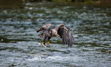 Eagle flying with prey in its claws. Alaska. Katmai National Park. USA. An excellent illustration.の写真素材