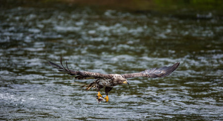 Eagle flying with prey in its claws. Alaska. Katmai National Park. USA. An excellent illustration.の写真素材