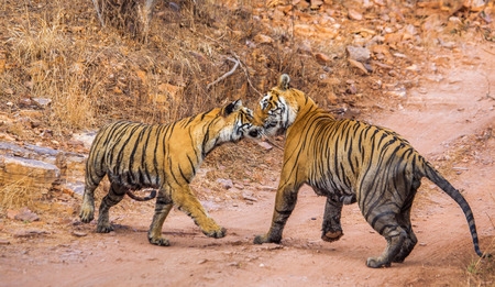 Male and female Bengal tiger playing with each other in the Ranthambore National Park. India. An excellent illustration.の写真素材