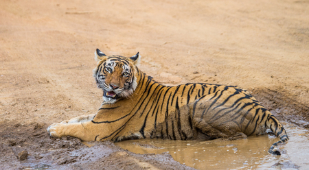 Bengal tiger lying on the road. Ranthambore National Park. India. An excellent illustration.の写真素材