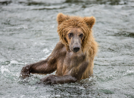 Young brown bear standing on hind paws in the water in the river. USA. Alaska. Katmai National Park. An excellent illustration.の写真素材