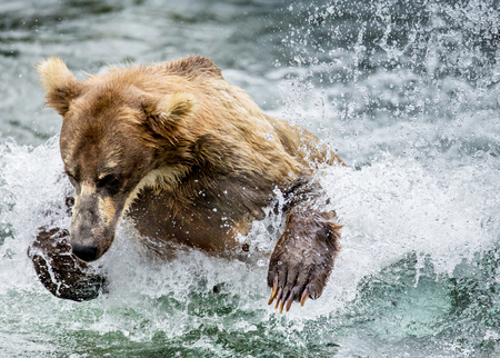 Brown bear running in the water in the river. USA. Alaska. Katmai National Park. An excellent illustration.の写真素材