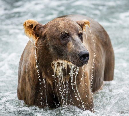Brown bear standing in the river. USA. Alaska. Katmai National Park. An excellent illustration.の写真素材