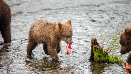 Bear cub with a salmon in the river. USA. Alaska. Katmai National Park. An excellent illustration.の写真素材