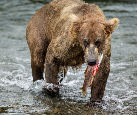Brown bear with a salmon in his mouth. USA. Alaska. Katmai National Park. An excellent illustration.の写真素材
