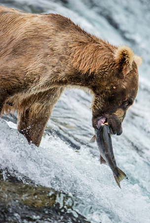 Brown bear with a salmon in his mouth. USA. Alaska. Katmai National Park. An excellent illustration.の写真素材