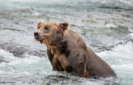 Brown bear standing in the river. USA. Alaska. Katmai National Park. An excellent illustration.