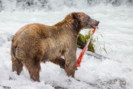Brown bear eating salmon in the river. USA. Alaska. Katmai National Park. An excellent illustration.の写真素材