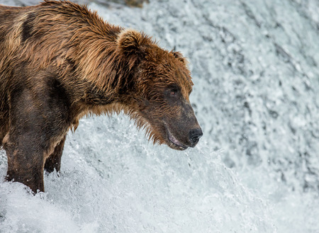 Brown bear catches a salmon in the river. USA. Alaska. Katmai National Park. An excellent illustration.の写真素材