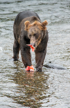 Brown bear eating salmon in the river. USA. Alaska. Katmai National Park. An excellent illustration.の写真素材