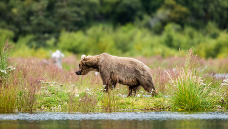 Young brown bear standing on the bank of the river. USA. Alaska. Katmai National Park. An excellent...