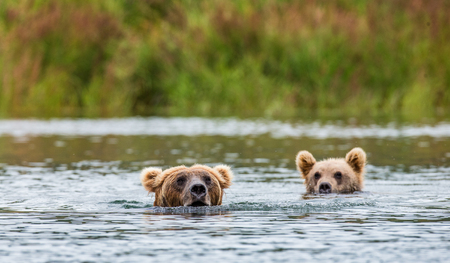 Mother brown bear with cub in the river. USA. Alaska. Katmai National Park. An excellent illustration.の写真素材
