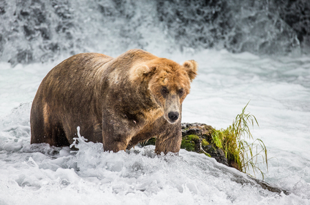 Brown bear standing in the river. USA. Alaska. Katmai National Park. An excellent illustration.の写真素材