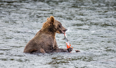 Brown bear eating salmon in the river. USA. Alaska. Katmai National Park. An excellent illustration.の写真素材