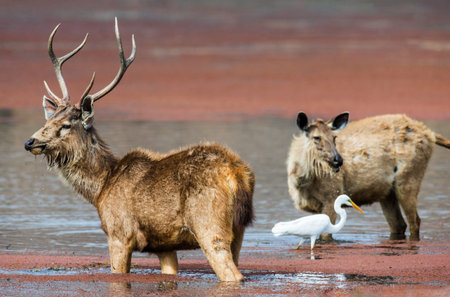 Male and female deer standing in the water in the wild. India. National Park. An excellent...