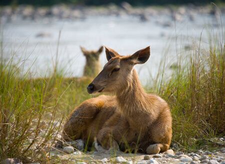 Deer lying on the river bank in the grass in the wild. India. National Park. An excellent illustration.の写真素材