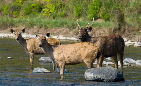 Group deers standing in the water in the river in the wild. India. National Park. An excellent illustration.の写真素材