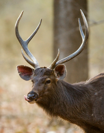 Portrait of a beautiful deer with antlers in the wild. India. National Park. An excellent illustration.の写真素材