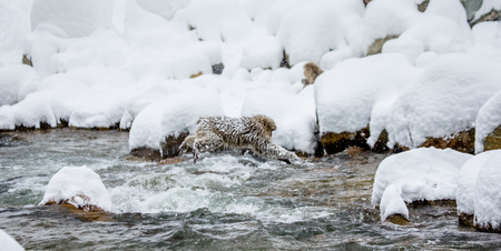 Japanese macaques jumping through a small river. Japan. Nagano. Jigokudani Monkey Park. An excellent illustration.の写真素材