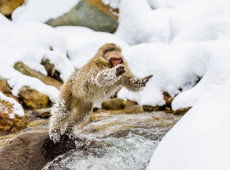 Japanese macaques jumping through a small river. Japan. Nagano. Jigokudani Monkey Park. An excellent illustration.の写真素材
