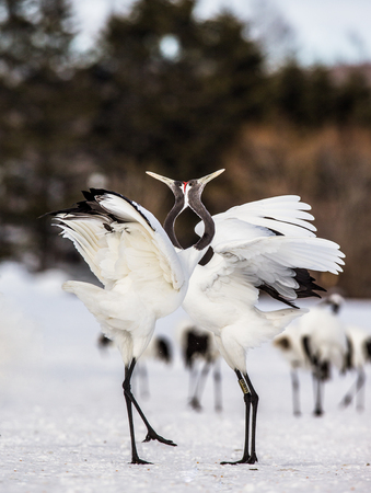 Two Japanese Cranes are standing on the snow. Japan. Hokkaido. Tsurui. An excellent illustration.の写真素材