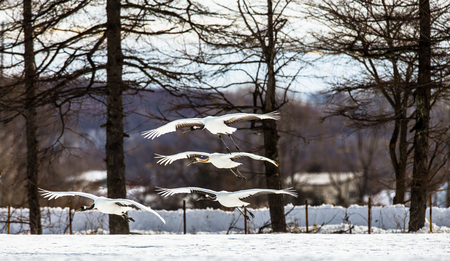 Group of Japanese cranes in flight. Japan. Hokkaido. Tsurui. An excellent illustration.の写真素材