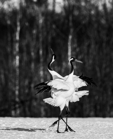 Two Japanese Cranes are standing on the snow. Japan. Hokkaido. Tsurui. An excellent illustration.の写真素材
