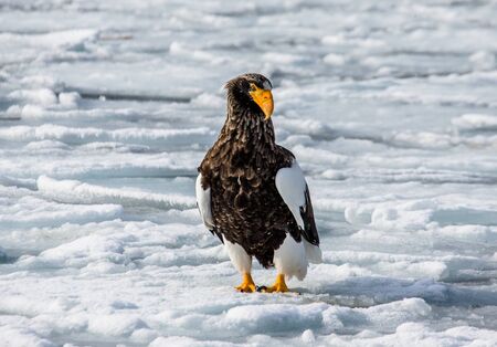 Steller's sea eagle sits on ice of frozen sea. Japan. Hakkaydo. Shiretoko Peninsula. Shiretoko National Park. An excellent illustration.の写真素材