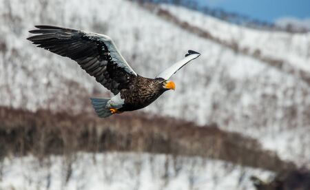 Steller's sea eagle in flight on background of snowy hills. Japan. Hakkaydo. Shiretoko Peninsula. Shiretoko National Park. An excellent illustration.の写真素材
