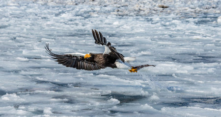 Steller's sea eagle in flight with prey on a background of the frozen sea. Japan. Hakkaydo....
