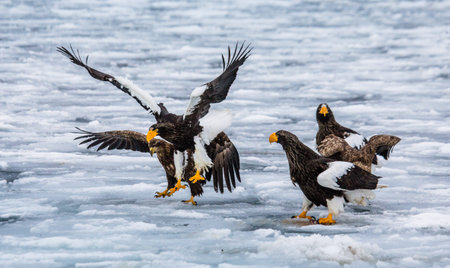 Group of the Steller's sea eagles on prey with ice. Japan. Hakkaydo. Shiretoko Peninsula. Shiretoko...