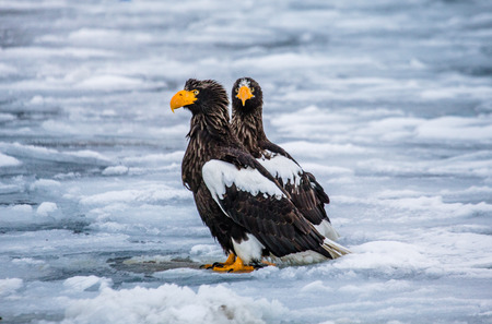 Two Steller's sea eagles sitting on the ice with prey in its claws. Japan. Hakkaydo. Shiretoko Peninsula. Shiretoko National Park. An excellent illustration.の写真素材