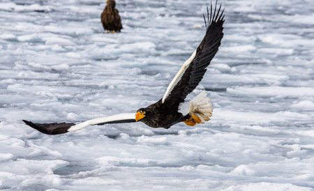Steller's sea eagle in flight with prey on a background of the frozen sea. Japan. Hakkaydo....
